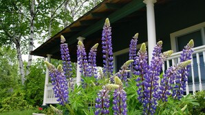 A porch with a white railing, surrounded by lush greenery and purple lupine flowers.