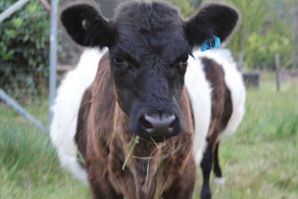 A cow with a tag on its ear, standing in a grassy area.