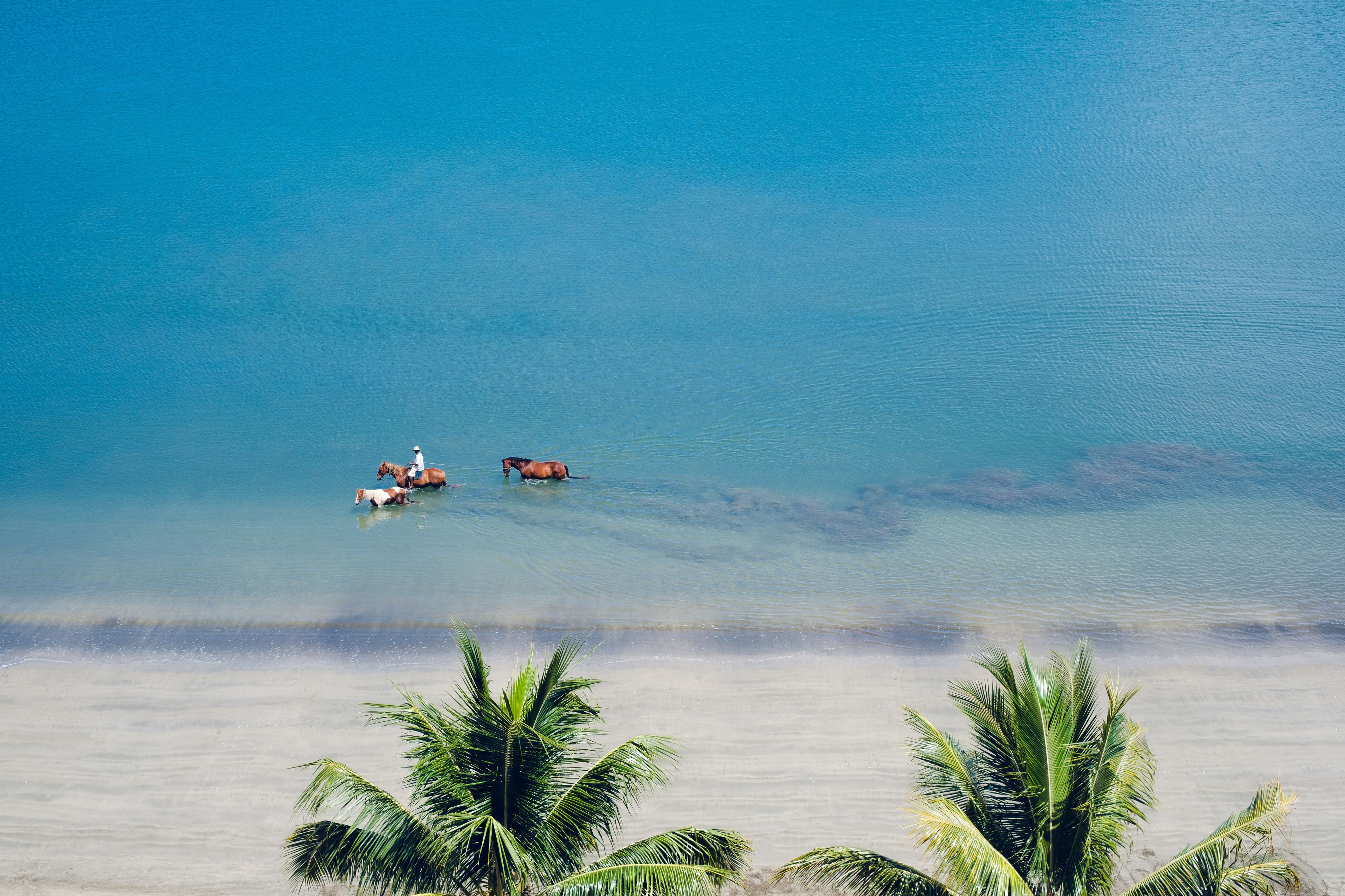 A beach with clear blue water, two horses, and palm trees.