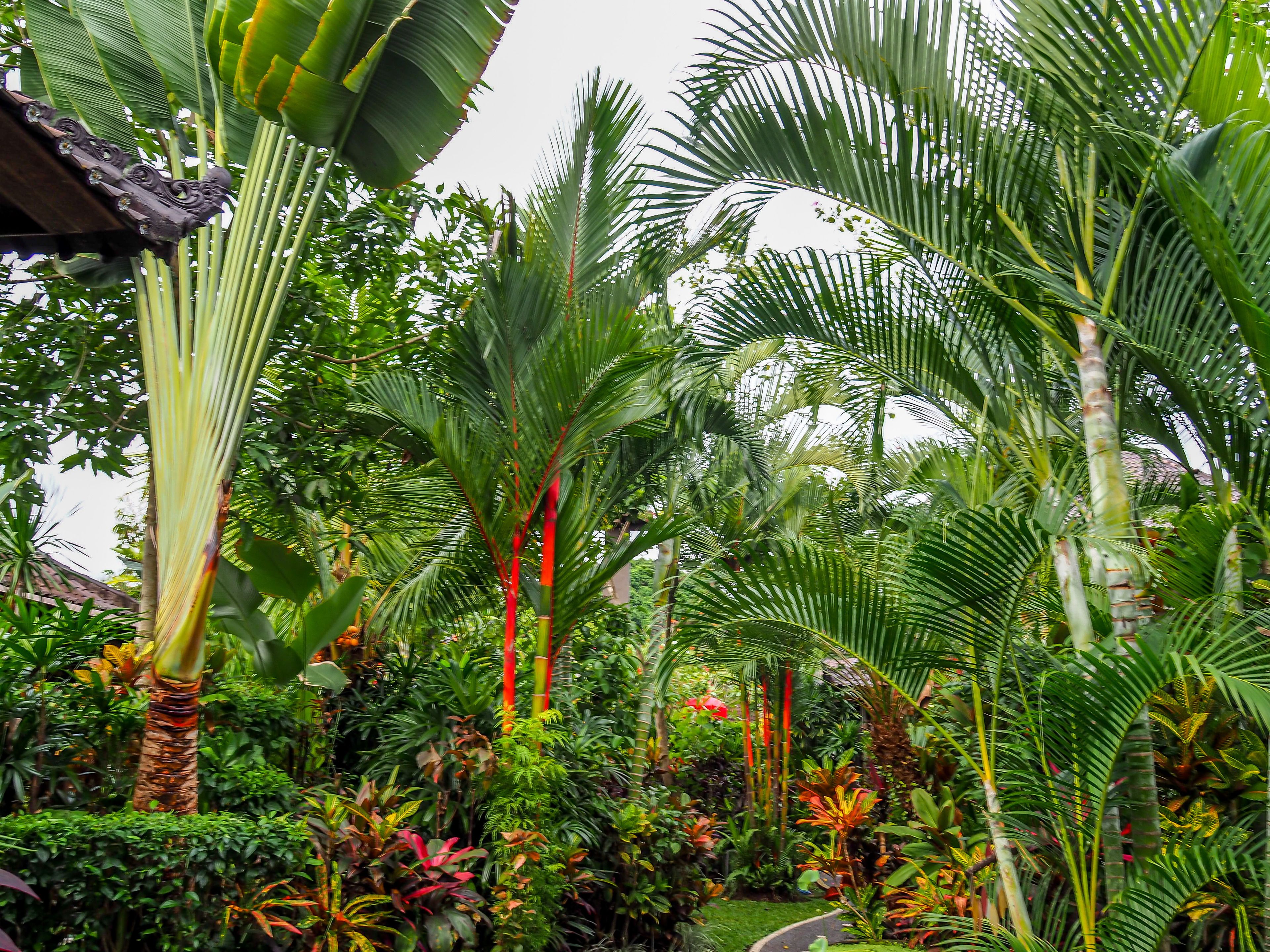Un exuberante jardín con diversas plantas tropicales y un sendero.