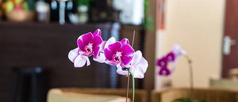 A green orchid in a glass vase on a glass table with a lace doily.