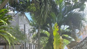 A pathway leading to a building with a garden area featuring palm trees and various plants.
