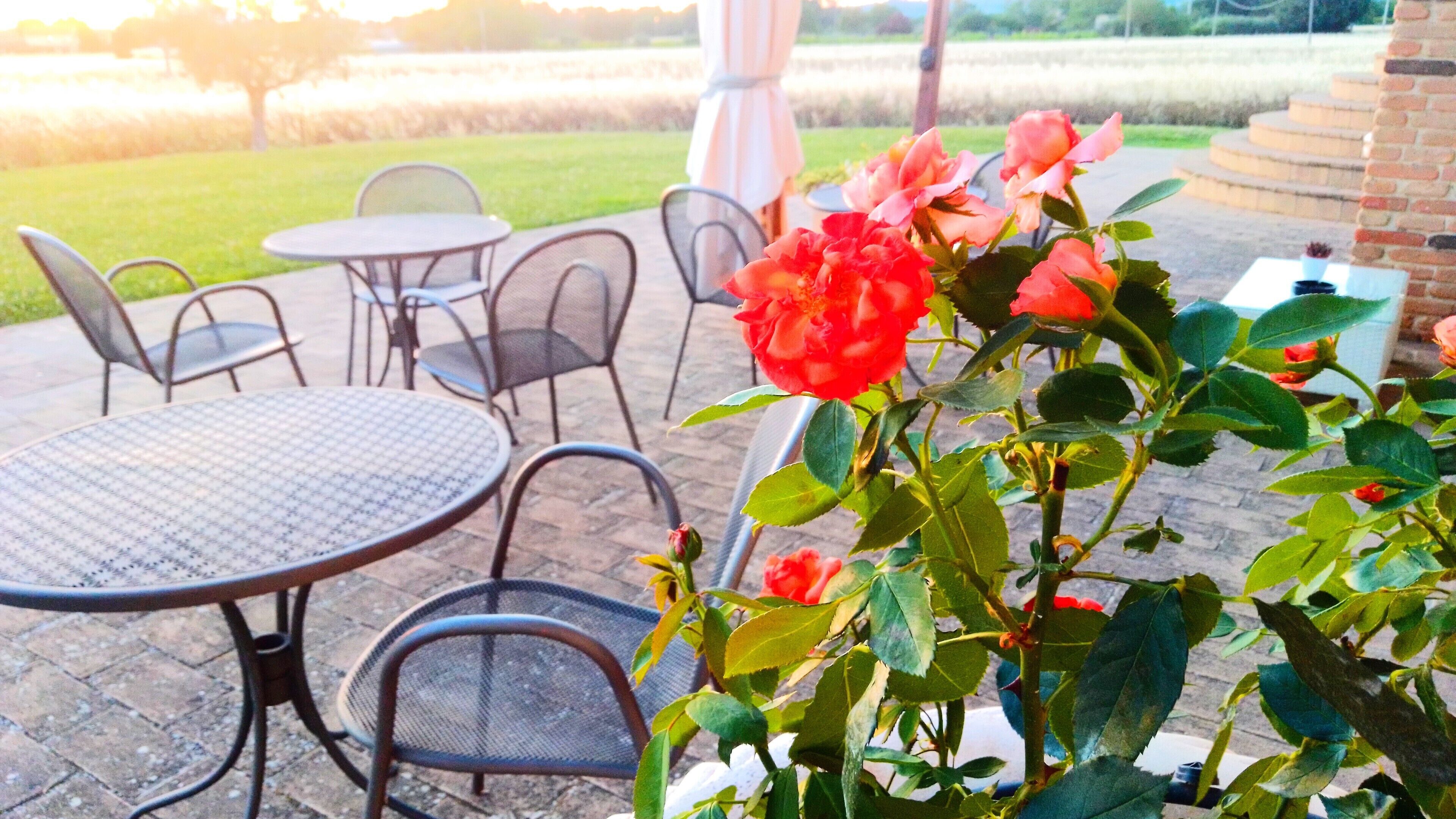 Une terrasse extérieure avec des tables et des chaises rondes, entourée d’un mur de briques et d’un jardin où poussent des rosiers.