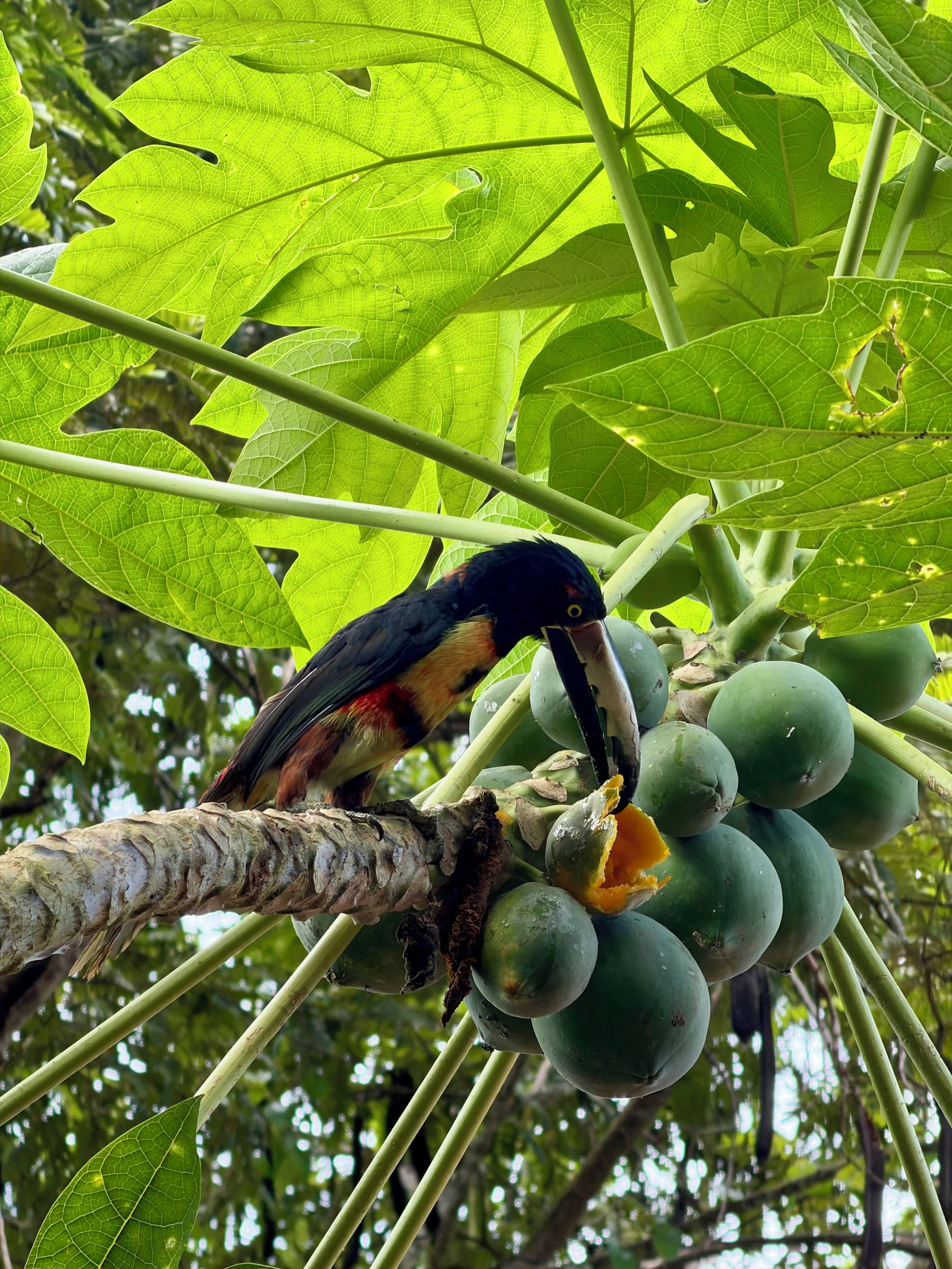 Un oiseau était perché sur une branche ornée de feuilles vertes et de fruits de papaye.