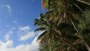A beach with palm trees and a clear sky.