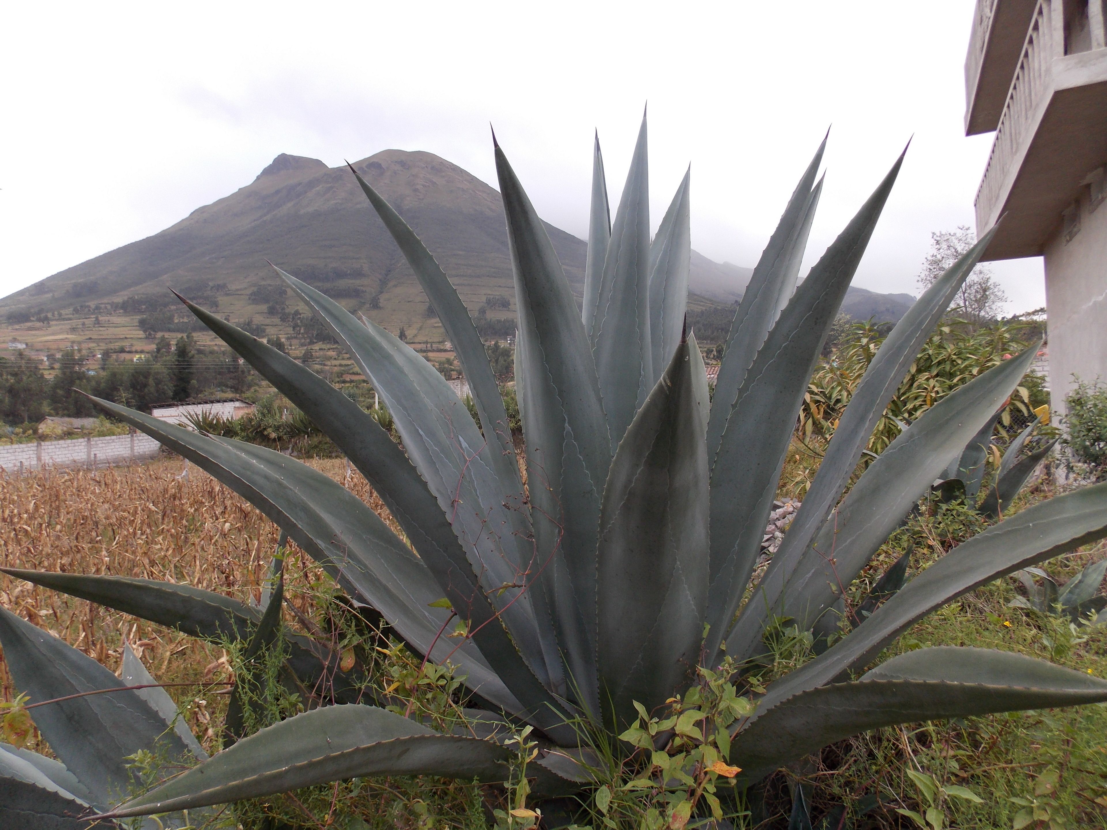 A large agave plant in a garden with a mountain in the background.