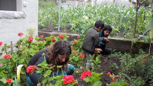 A garden with red flowers and a person tending to them. - Green House Araque Inn (San Pablo del Lago)