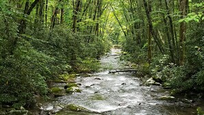 A forested stream with rocks and dense foliage.