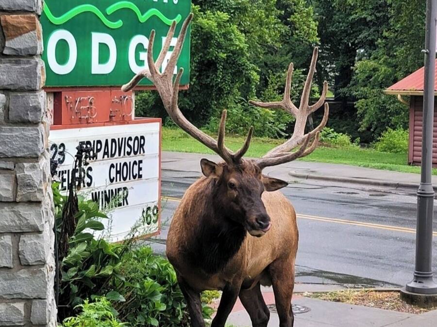Um alce grande em frente a uma placa com a inscrição 'LLING HILLS ODG'.