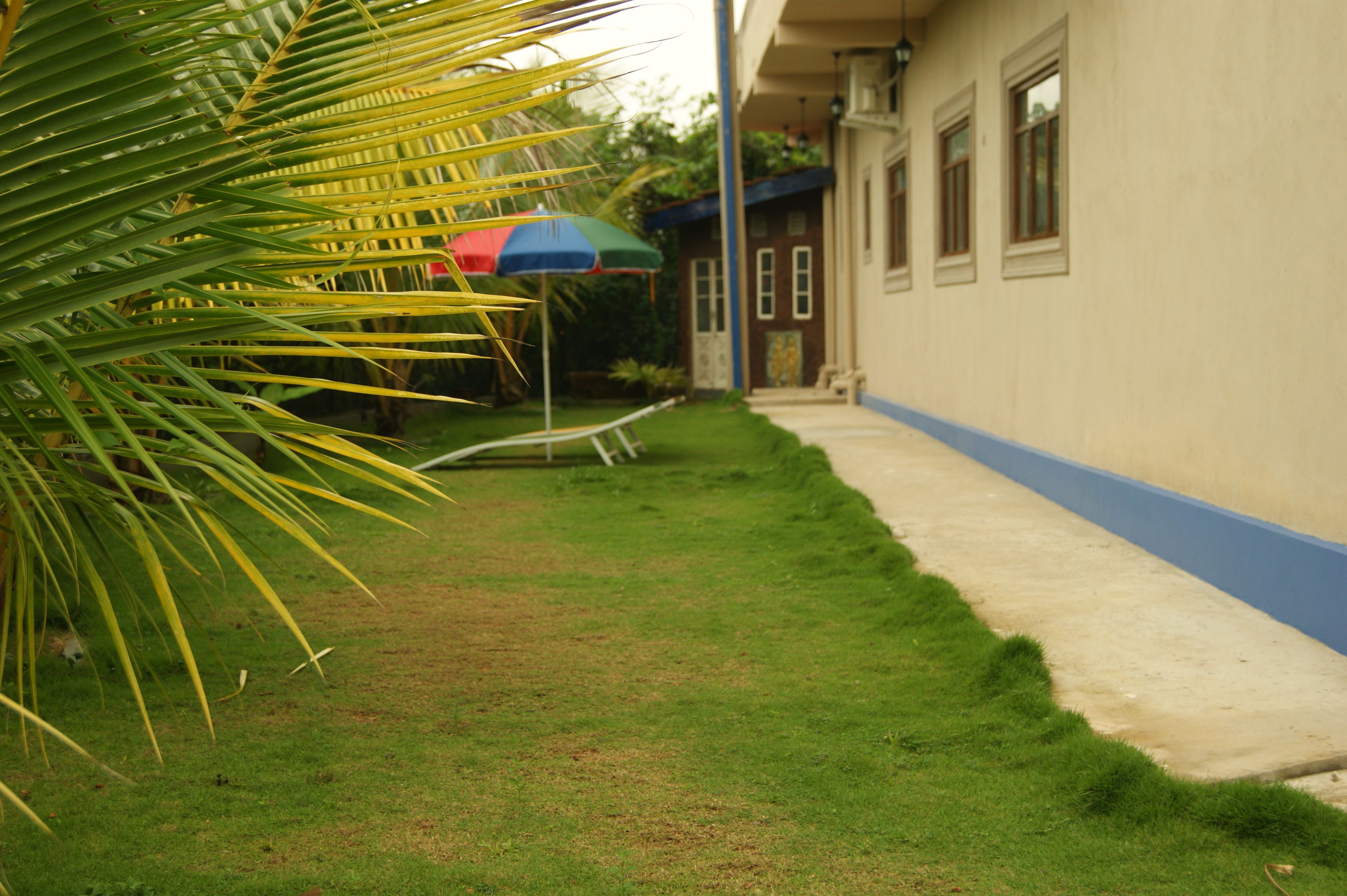 A well-maintained lawn with a palm tree and a colorful umbrella in the background.