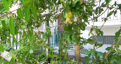 Affittacamere Bellavista