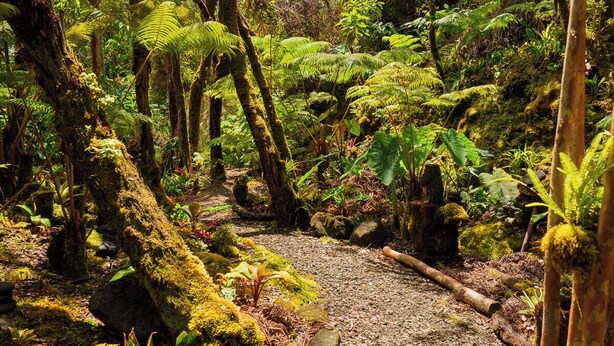 A forest path with moss-covered logs and ferns. - Volcano Artist Cottage (Volcano)