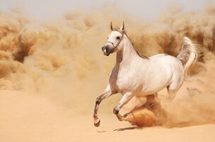 A white horse running in a desert with a sandy background.