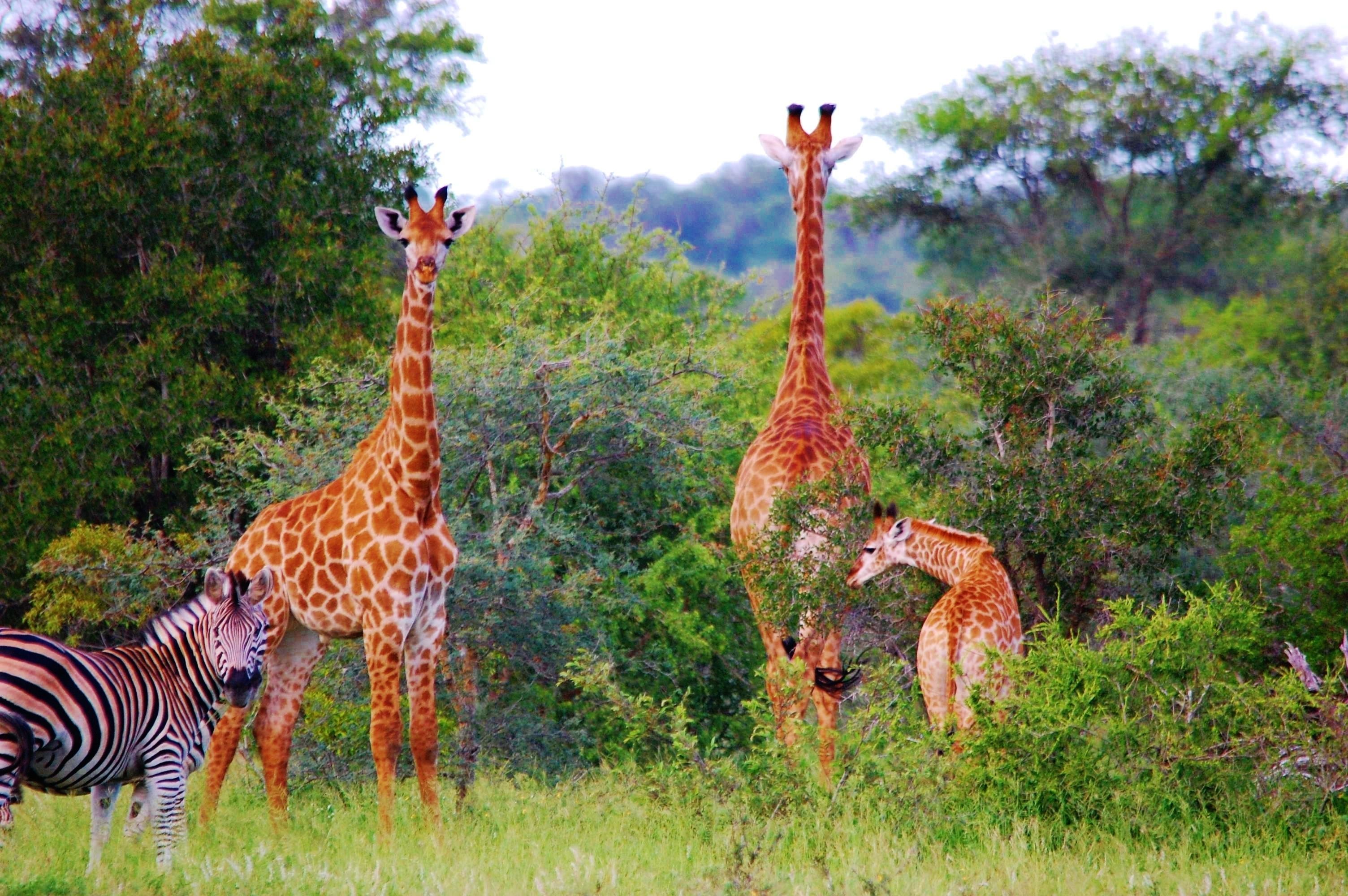 A giraffe and a zebra in a natural setting with trees and bushes.