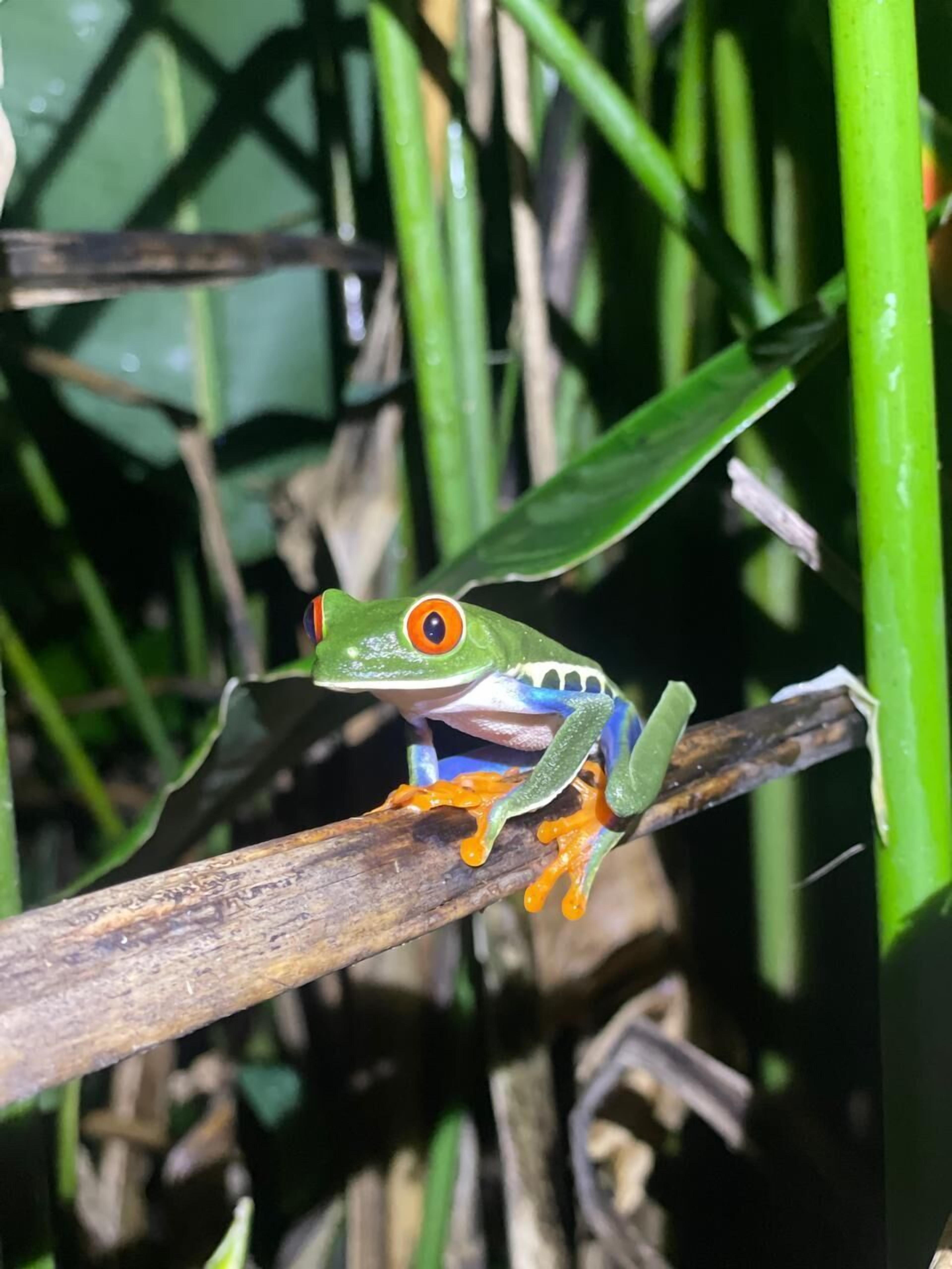 Une grenouille verte aux yeux orange était perchée sur une branche.