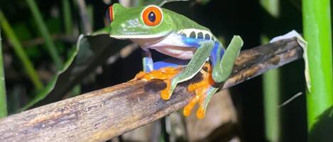 Une grenouille verte aux yeux orange était perchée sur une branche.