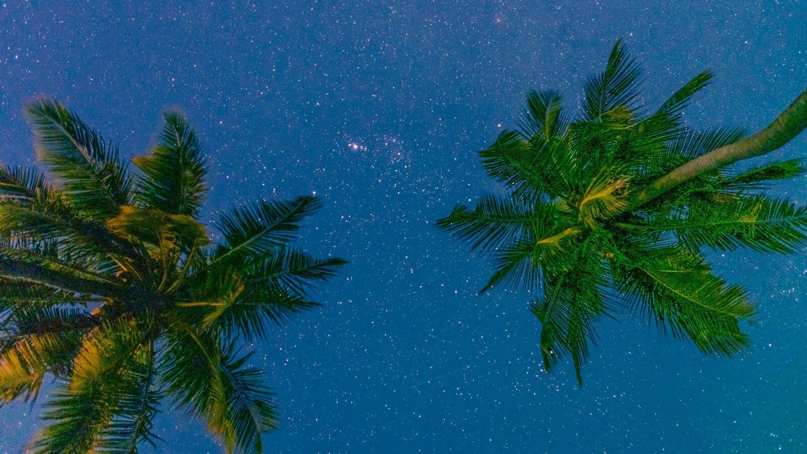 Duas palmeiras contra um céu estrelado à noite.