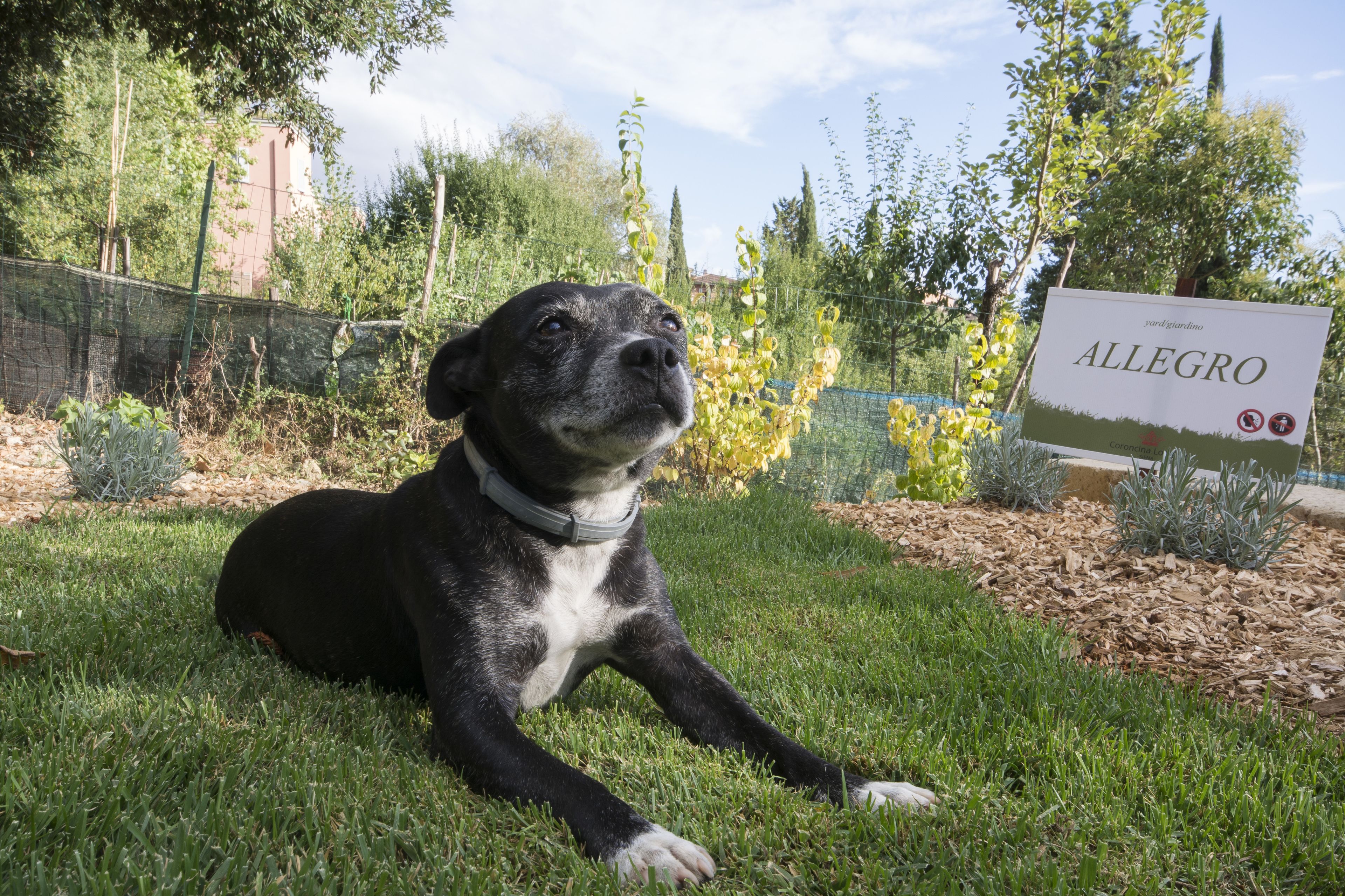 A dog lying on grass with a sign in the background.