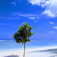 Un árbol solitario en una playa, con cielos azules despejados y olas oceánicas tranquilas.