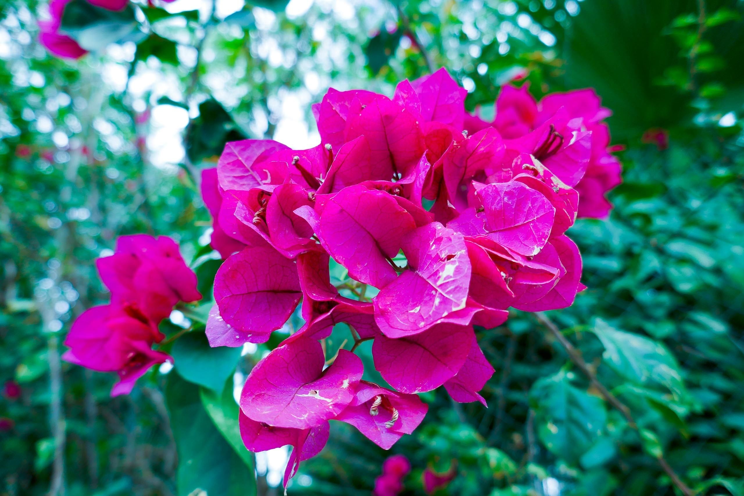 Un groupe de fleurs roses éclatantes sur un fond vert flou.