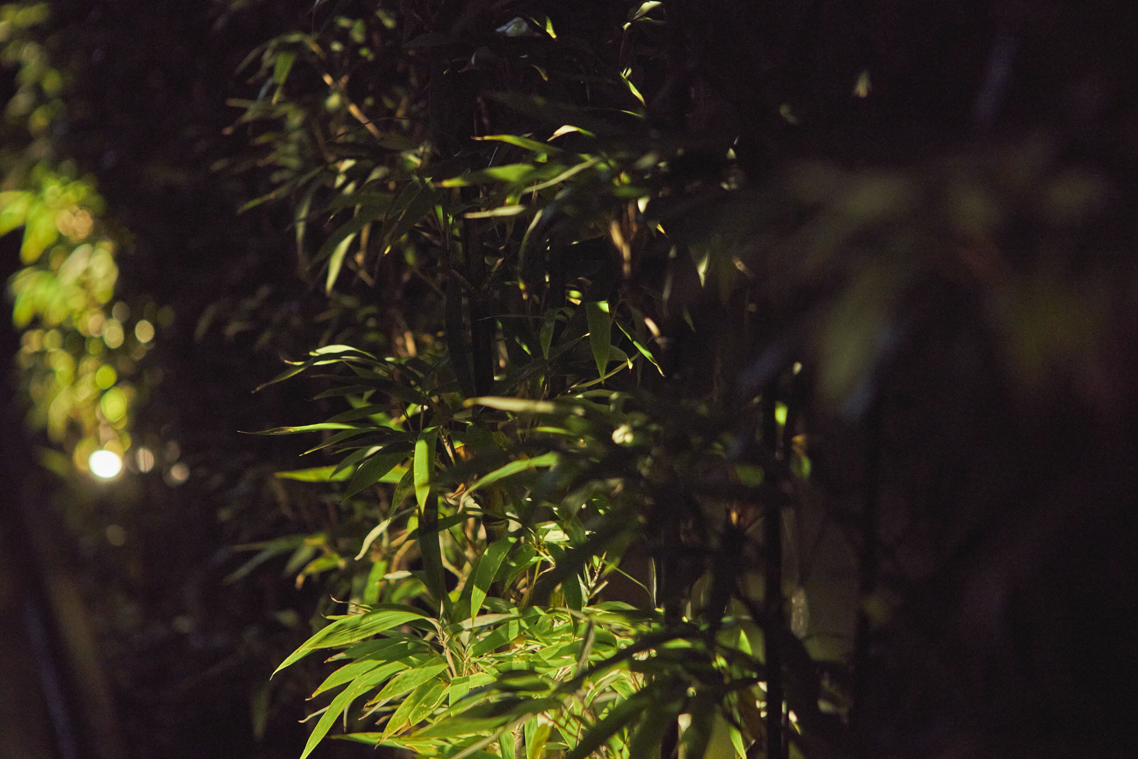 A dense bamboo forest with sunlight filtering through.