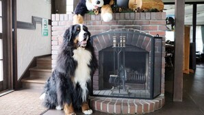 Un cane bovis bernese seduto di fronte a un camino, con un peluche sopra.