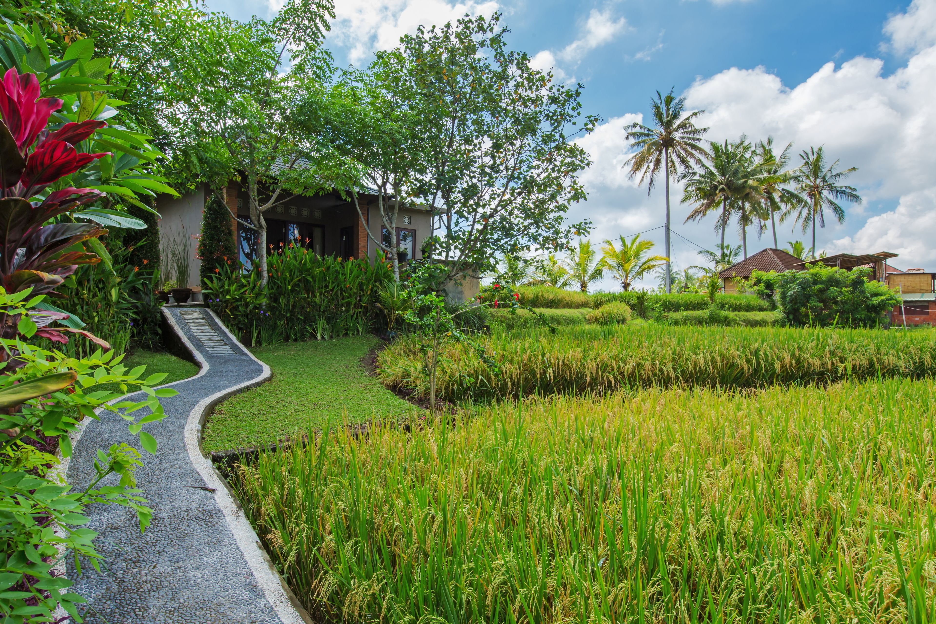 A lush garden with a winding path leading to a house surrounded by rice fields and palm trees.