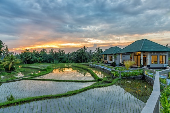 A traditional house with a green roof and a modern extension, surrounded by lush greenery and terraced rice fields.