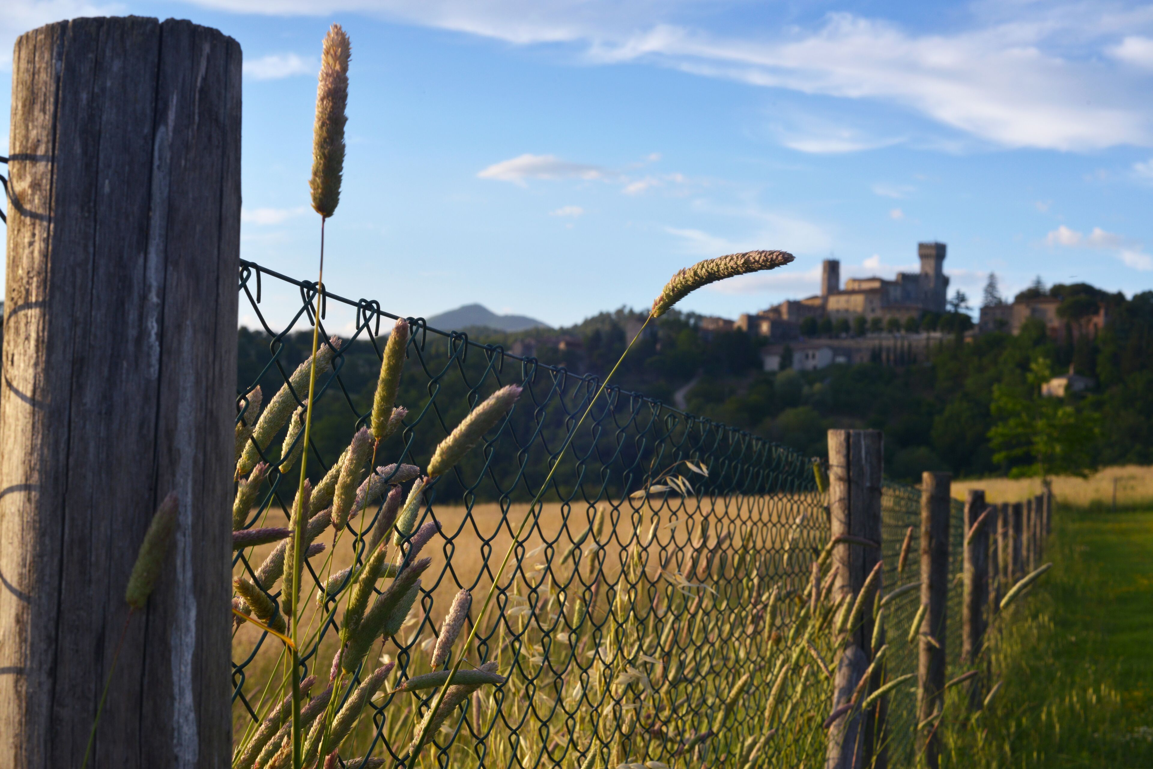 A chain-link fence with tall grass and a wooden post.