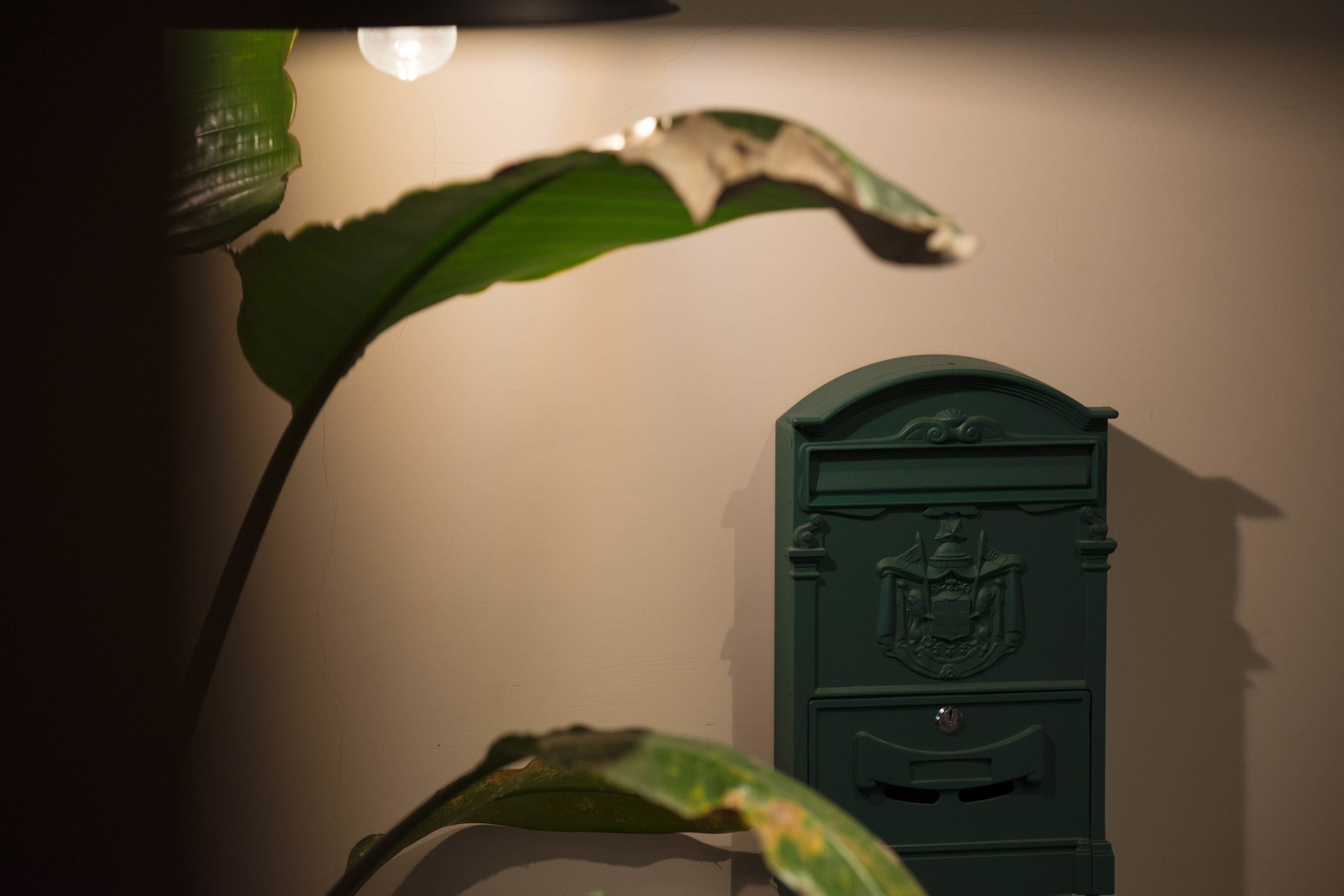 A green mailbox with a crest emblem, a plant with a large leaf, and a light source creating a shadow on the wall.