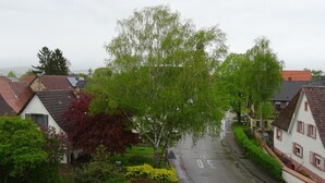 A residential street with houses, a tree, and a clear road. - Hotel Einstein (Bad Krozingen)