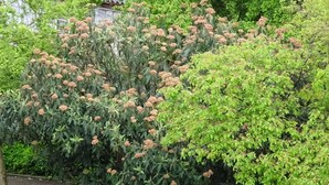 A tree with clusters of pinkish flowers and dense green foliage. - Hotel Einstein (Bad Krozingen)