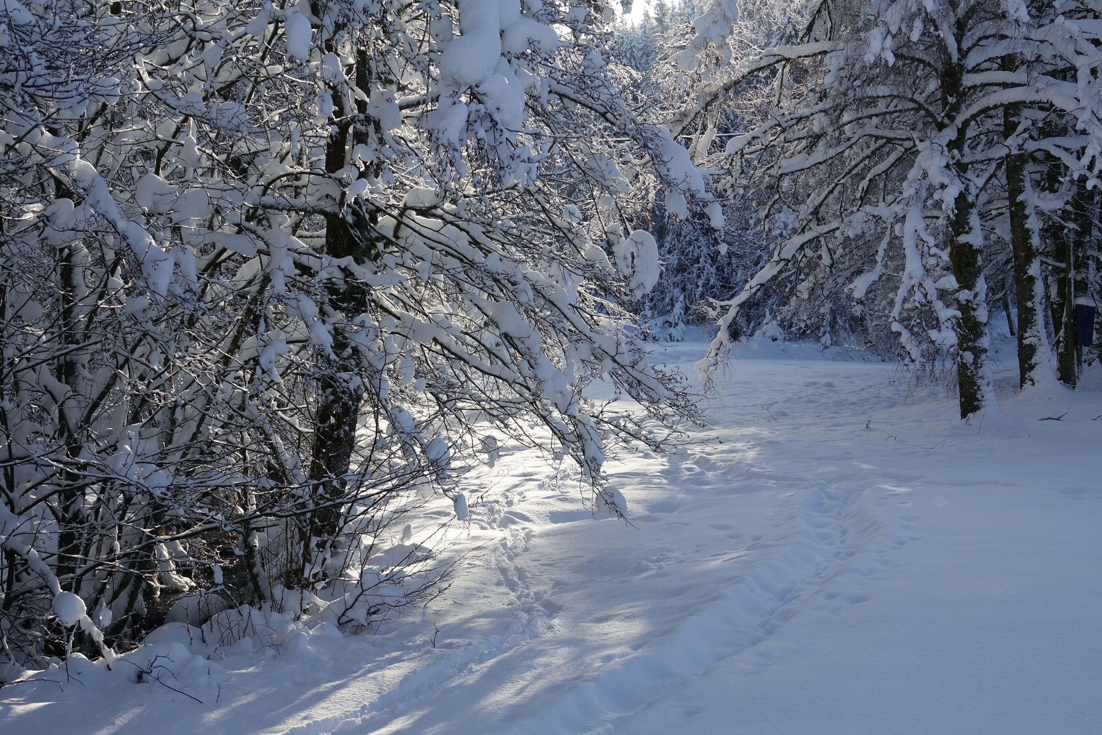 Un sendero cubierto de nieve bordeado por árboles.