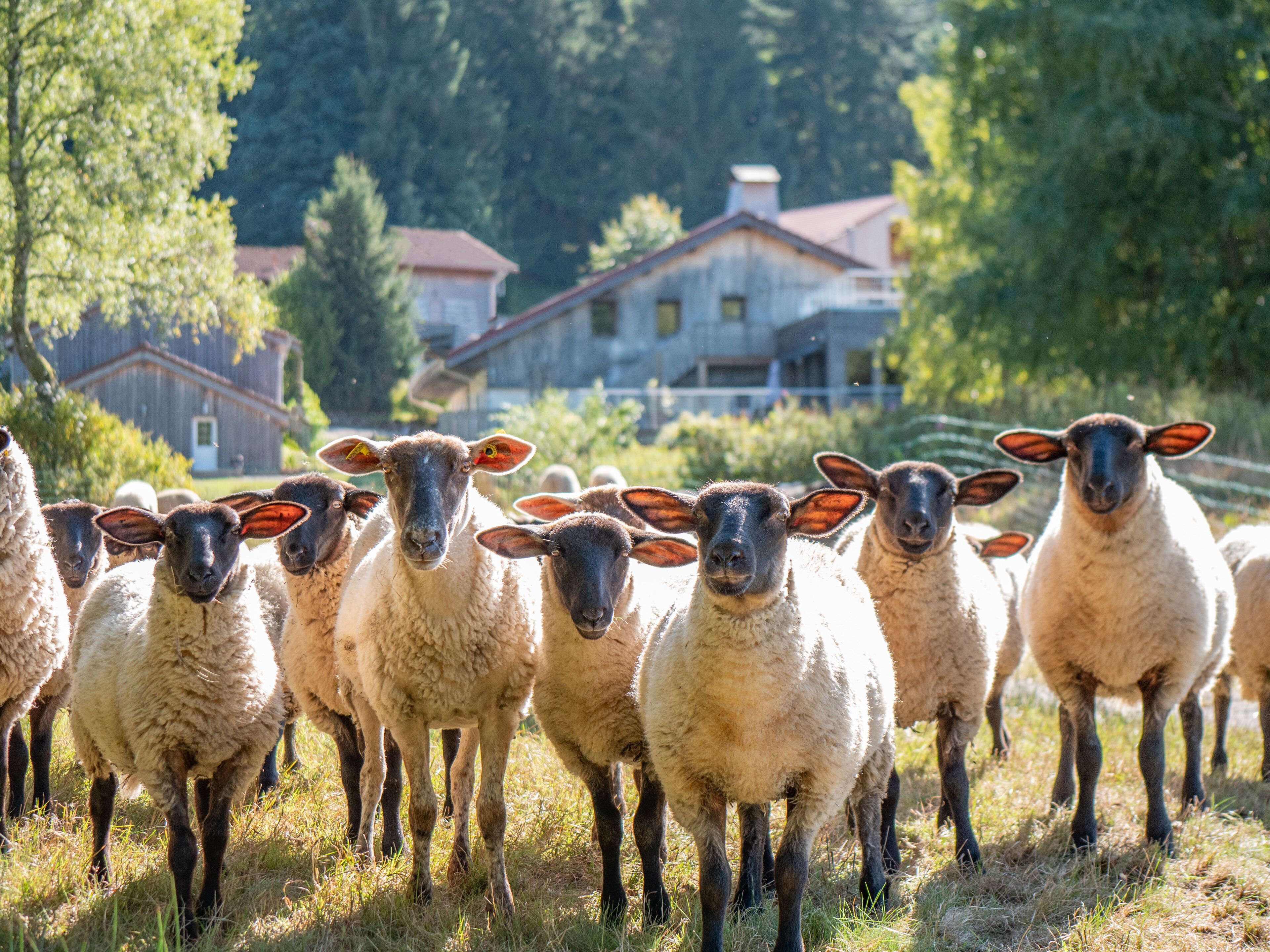 A group of sheep in a grassy field with a house in the background.