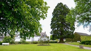 Un gran árbol en una zona arbolada, con un sendero que lleva a un edificio blanco.