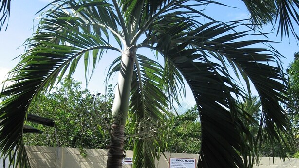 Zona de piscina con una palmera, piscina con azulejos y un camino de ladrillo.
