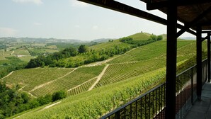Un vigneto con file di viti e una struttura in legno a pergola.