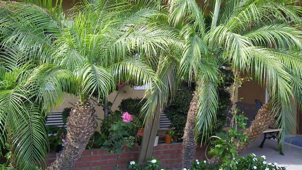A courtyard with palm trees, a brick wall, and a bench. - Fullerton Lodge (Fullerton)