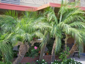 Un patio con palmeras, un muro de ladrillo y un banco.