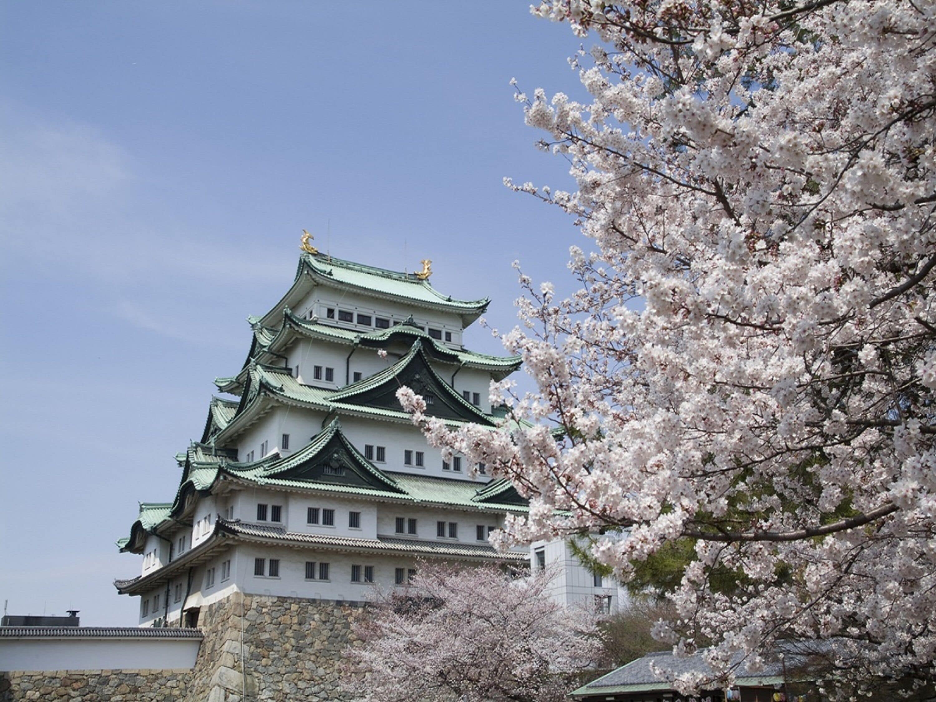 Un castillo japonés tradicional de varios niveles y techo verde, rodeado de cerezos en flor.