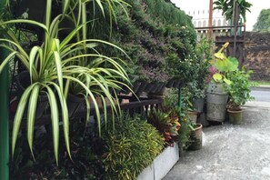 A variety of potted plants and greenery in a garden setting. - Siriwan Guesthouse (Chiang Mai)