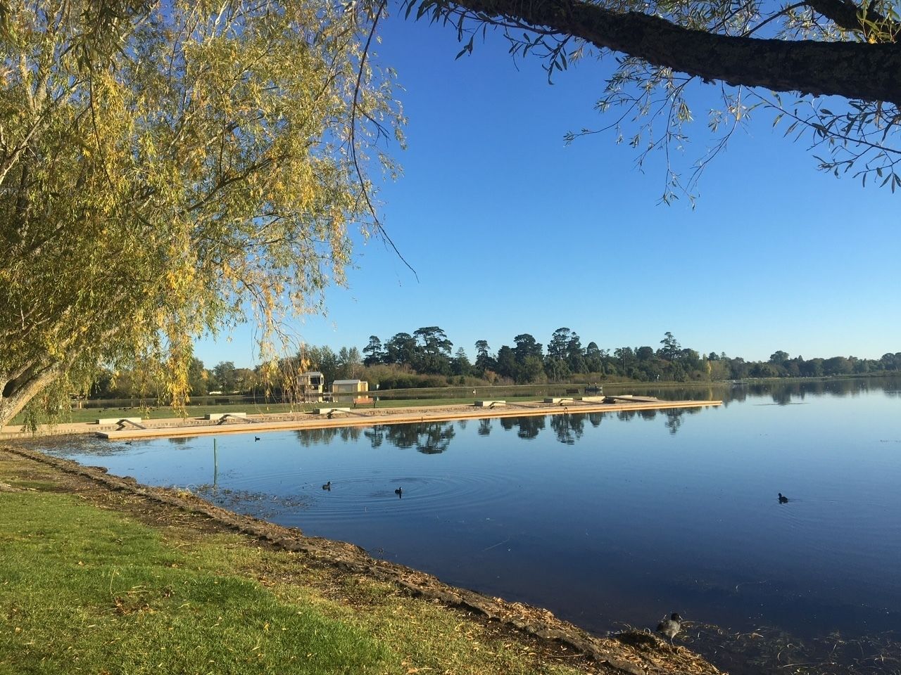 Um lago tranquilo com patos, rodeado por árvores e um céu claro.