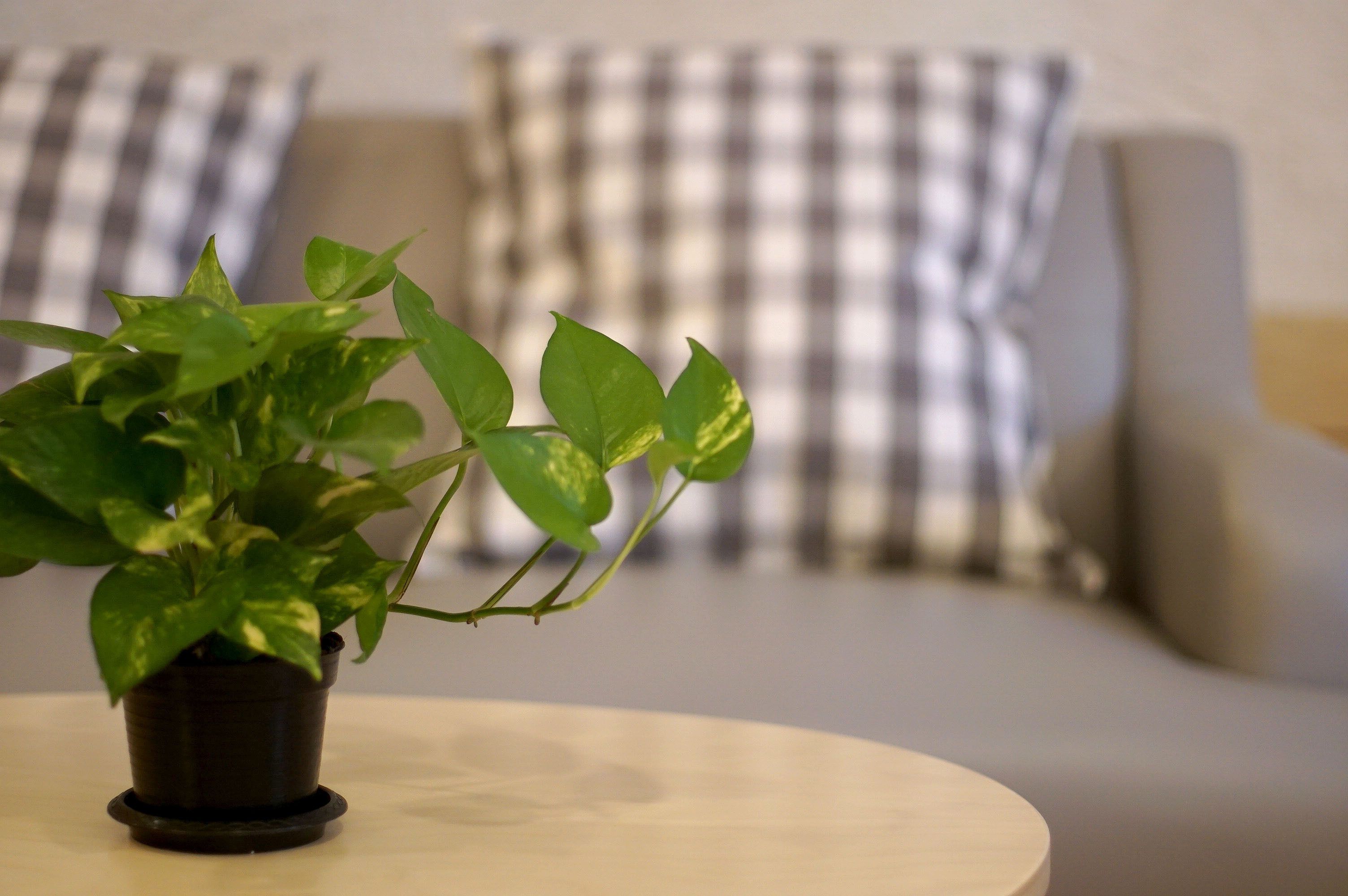 smart studio | living area | 32-inch flat-screen tv with satellite channels, tv