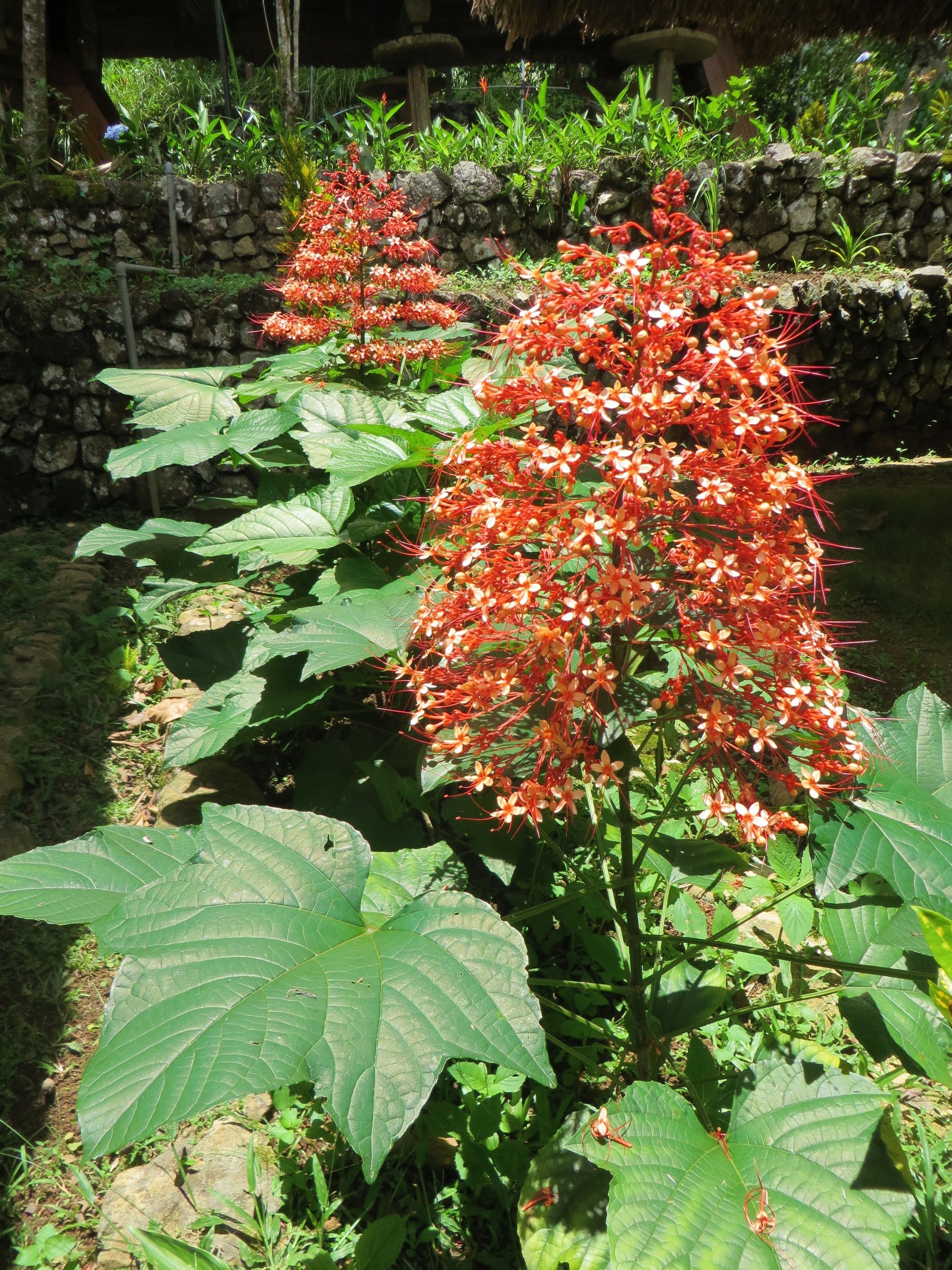 A garden with large green leaves and clusters of red flowers.