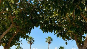 Un sendero conduce a un edificio con vistas al mar, rodeado de palmeras y follaje cuidado.