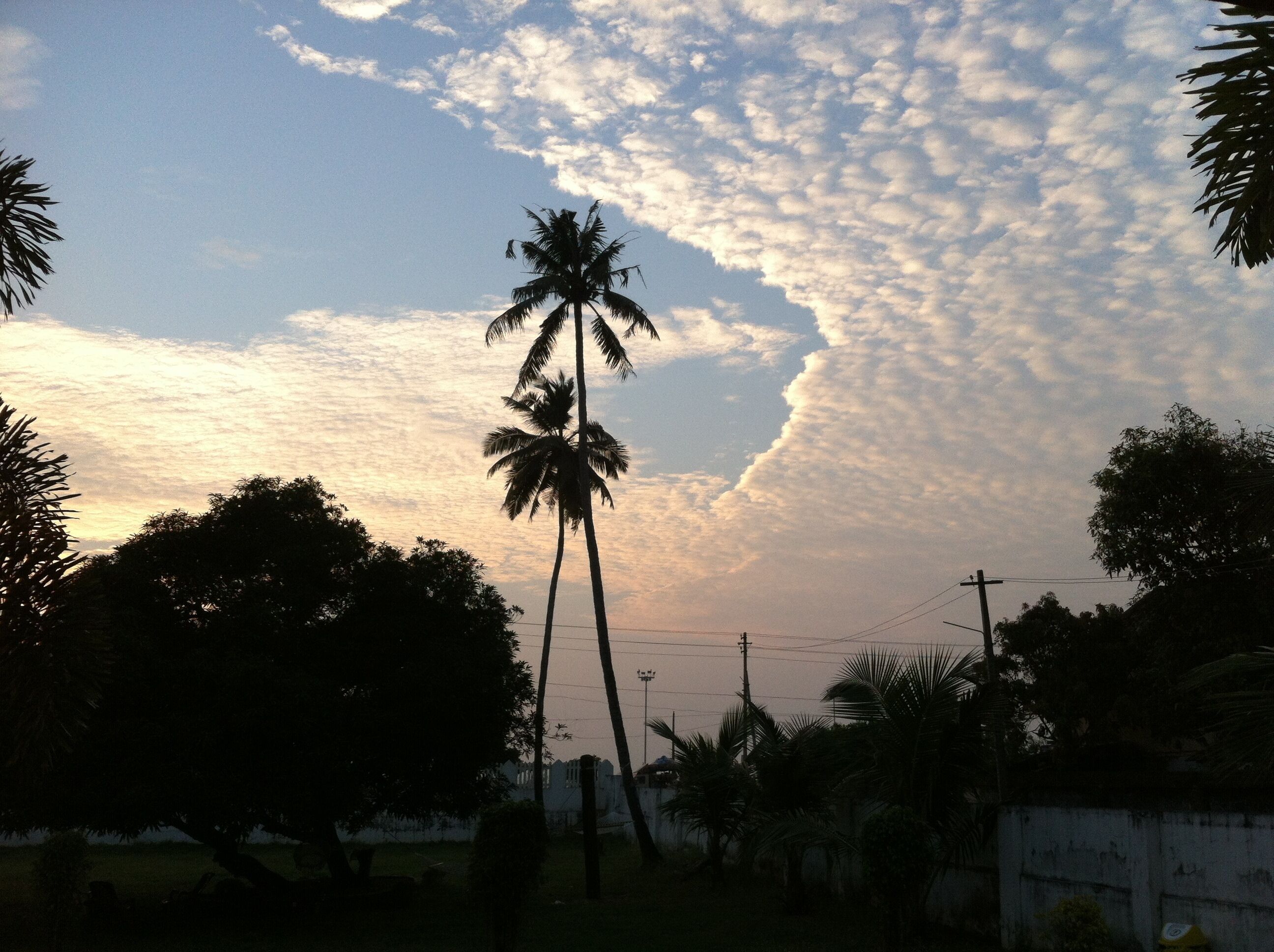 A palm tree silhouetted against a sunset sky.