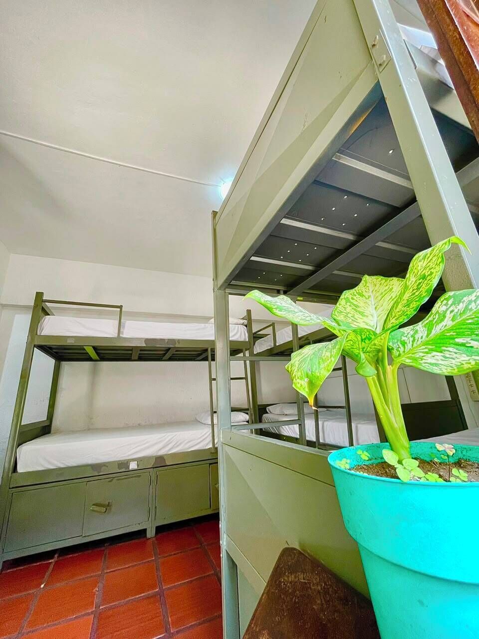 A bunk bed room with a potted plant.