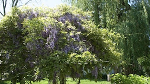 A garden with a tree bearing purple flowers, surrounded by lush greenery and a wooden fence.