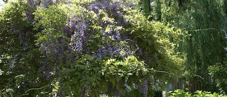 Jardin