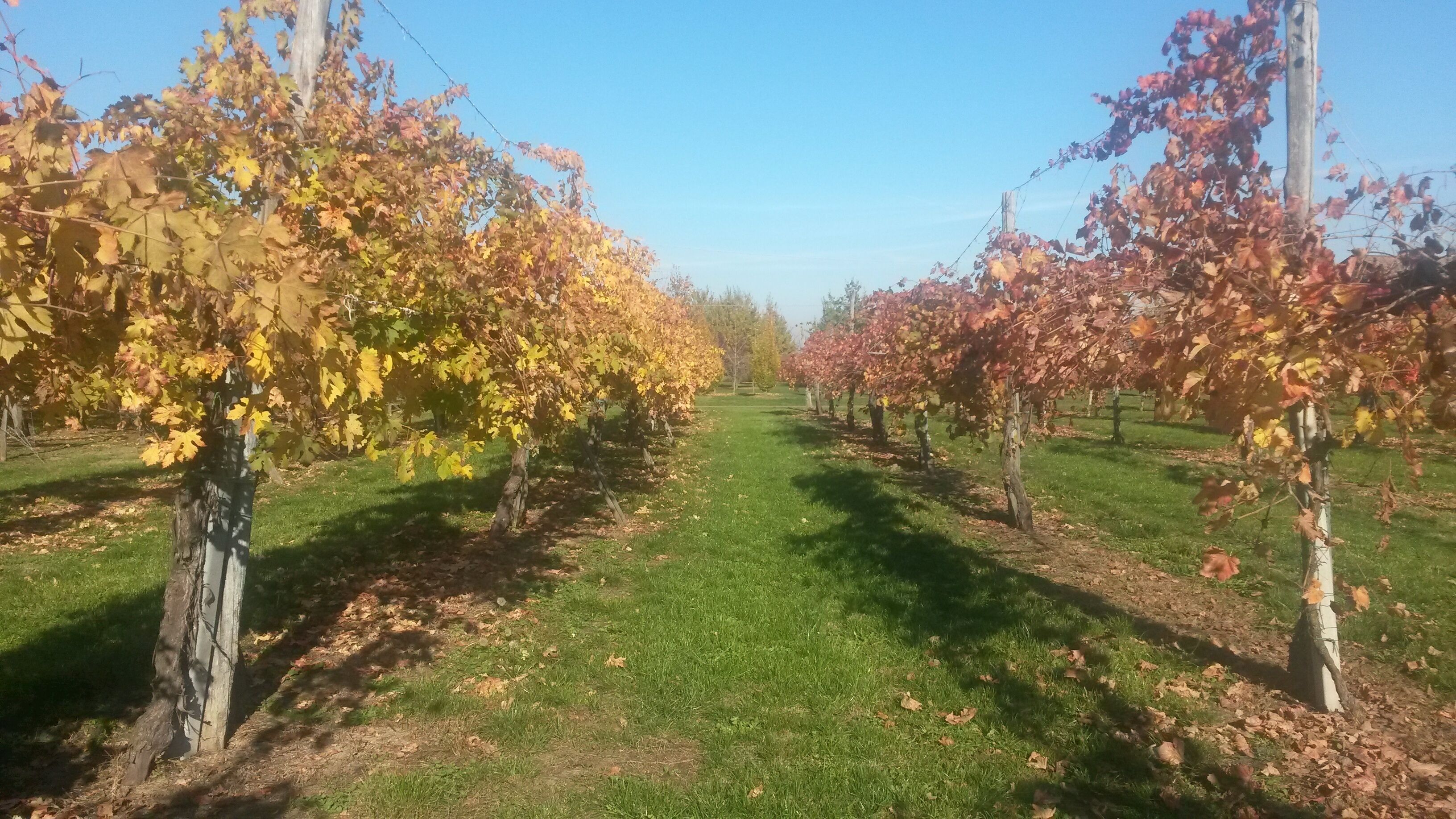 Photo - Agriturismo Il Brugnolo